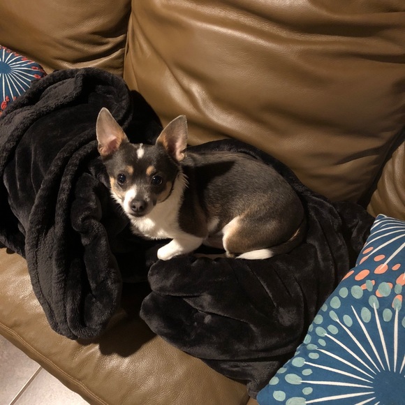 This is mine and Rachelโs fur babies. So much love - Picture 2 of 6